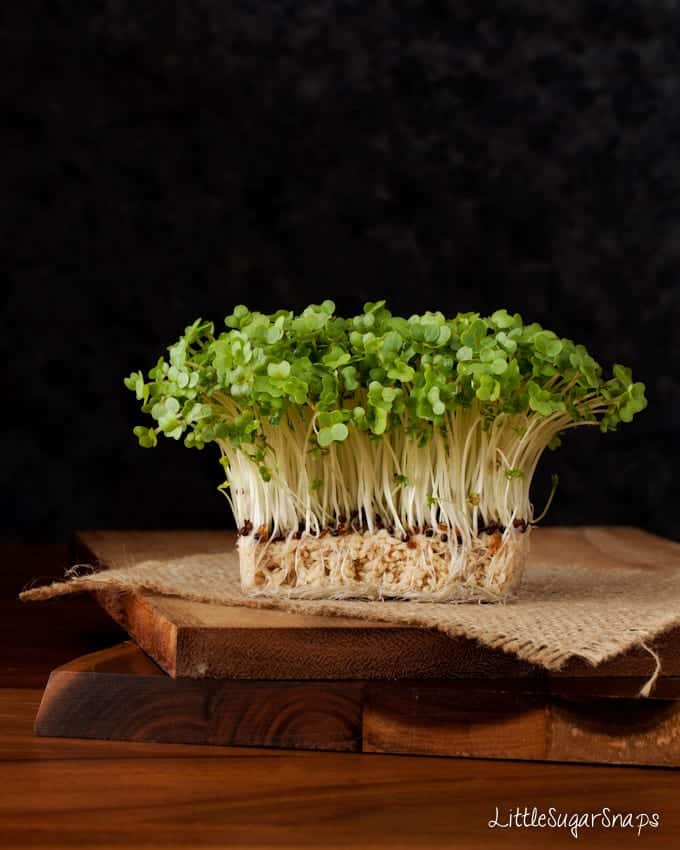 Salad cress (sprouts) on a wooden board.