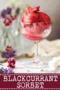 BLACKCURRANT SORBET - image for pinterest