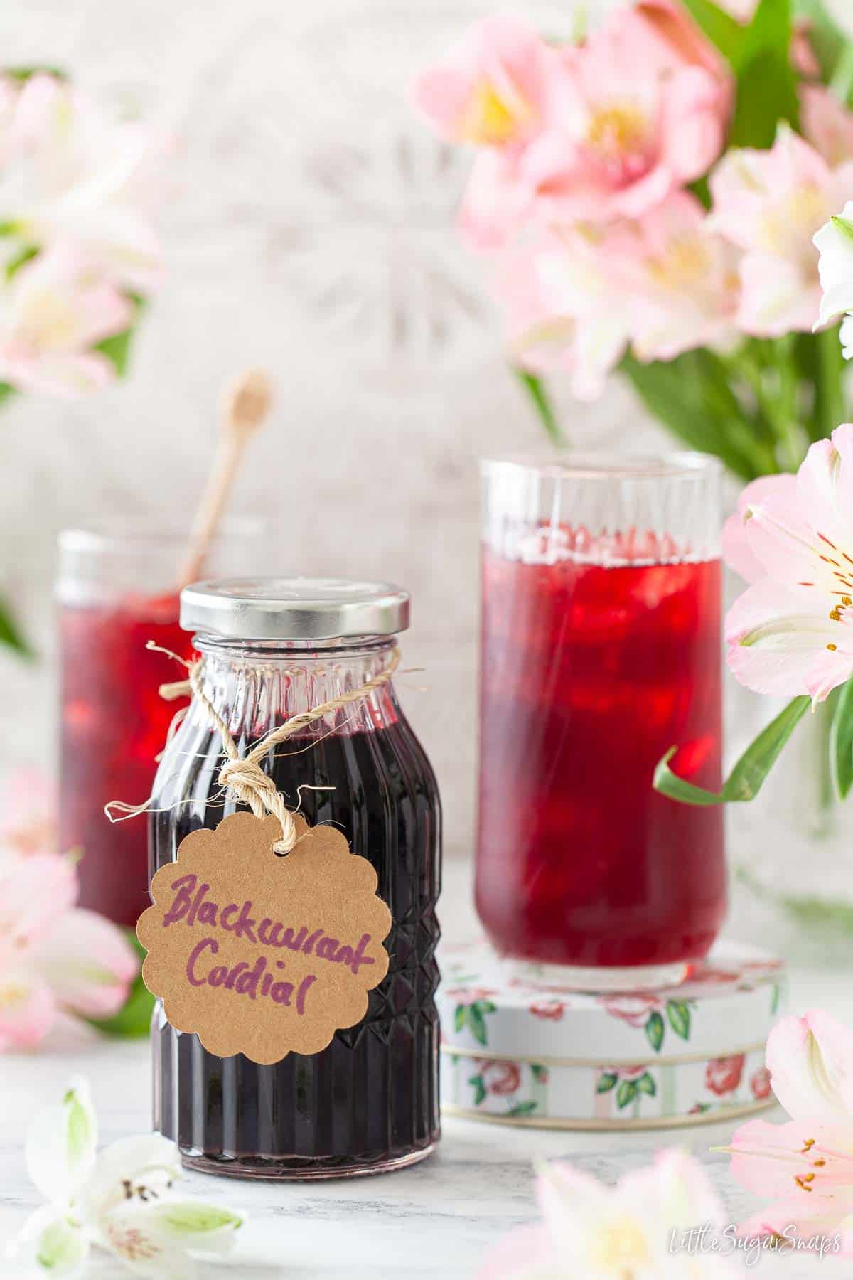 A bottle of blackcurrant cordial and drinks made from it in tall glasses