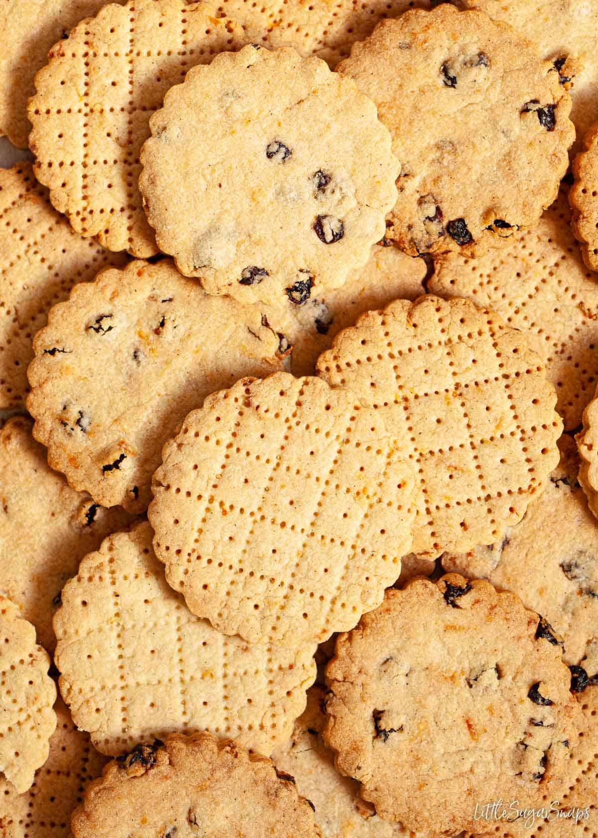 Close up of Shrewsbury biscuits with a pattern on top and with currants.